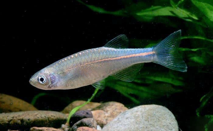Imagem do Danio Pérola